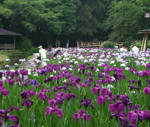 行田の沢清水の写真