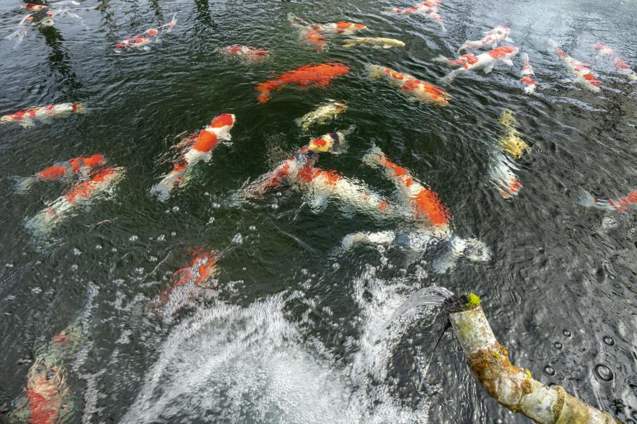 矢部の養鯉地（成田養魚園）