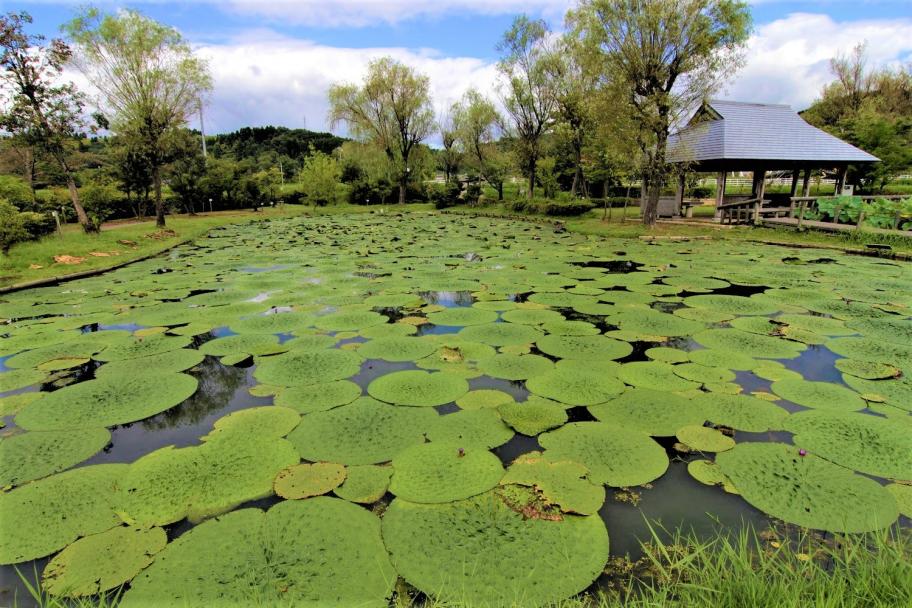 十二町潟水郷公園