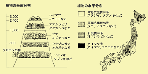 植物の垂直分布（左）・植物の水平分布（右）