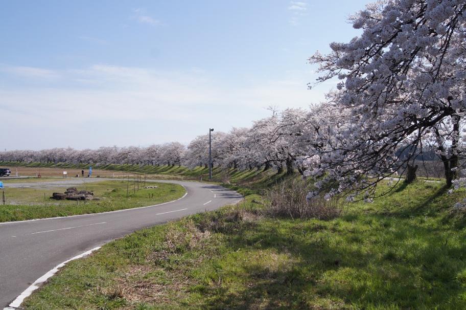 塩の千本桜