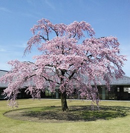 しだれ桜