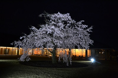 しだれ桜(夜)