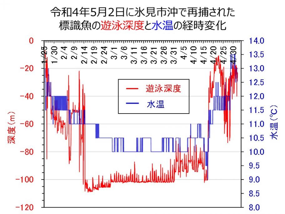 再捕個体の遊泳深度と水温