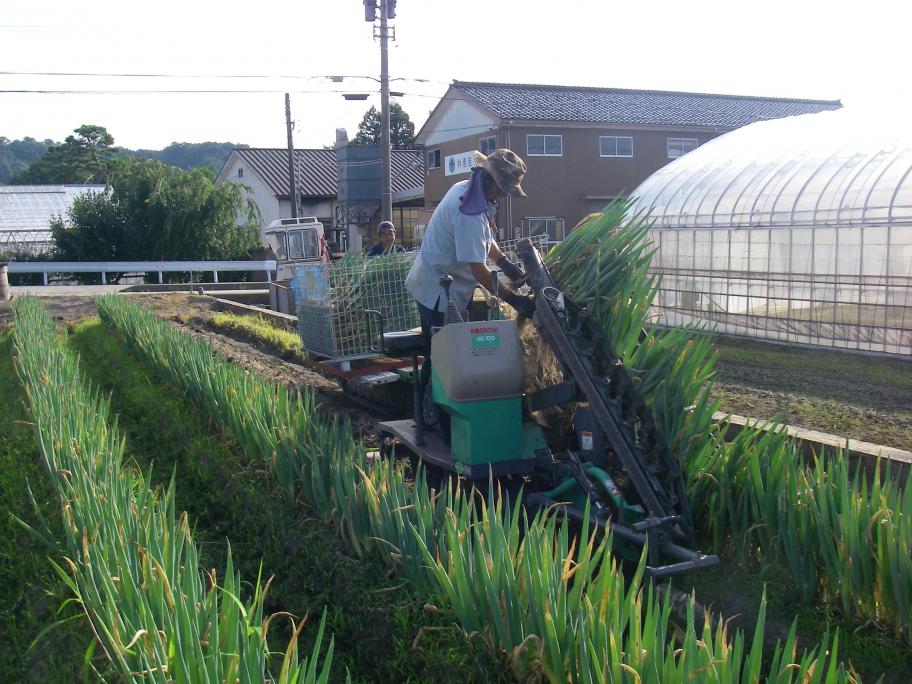 白ねぎの収穫状況