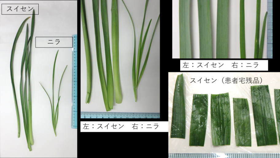スイセンとニラの比較