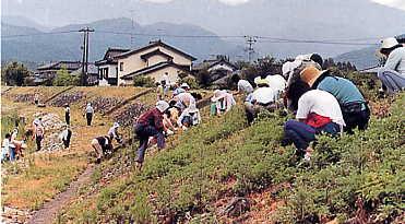 白岩川で堤防草刈を行う人々