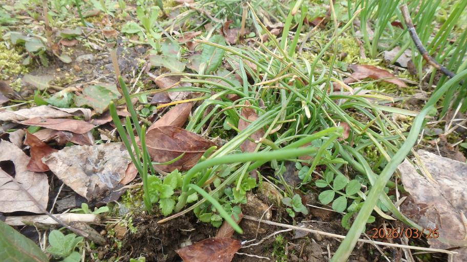 アサツキとスイセンが混じった様子