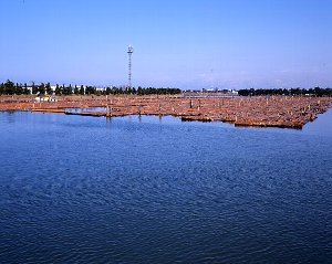 原木を水面で仕分け、整理する中野整理場