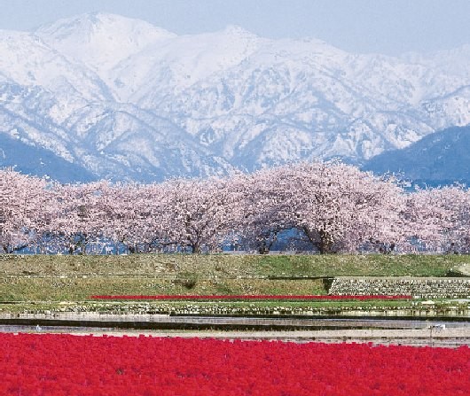 舟川べり