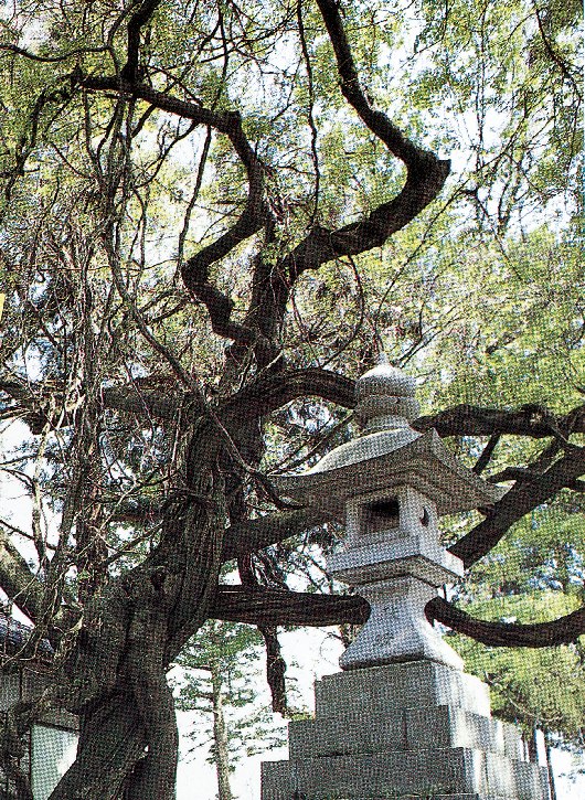 小摺戸神明社　フジ