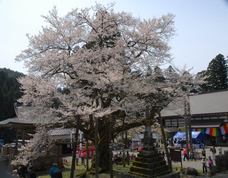 明日の大桜