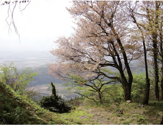 松倉城跡の桜と眼下に広がる市街地の様子