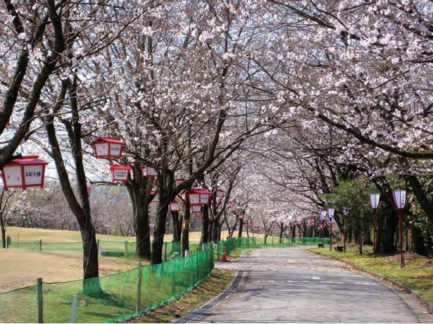 公園内の桜並木の様子