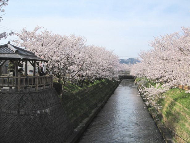 岸渡川桜並木の概要