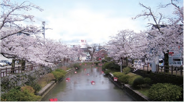 湊川の両岸の桜並木の様子