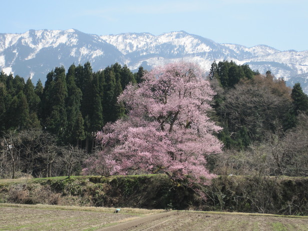 向野のエドヒガン