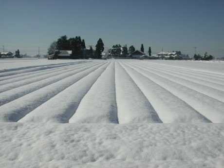 雪に覆われたチューリップ球根ほ場