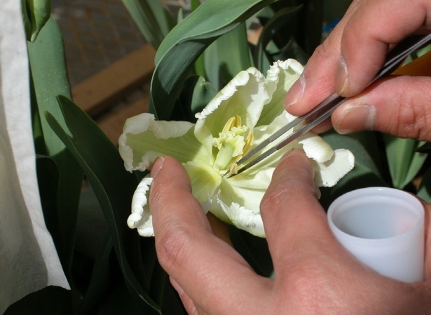 花粉の採集の様子